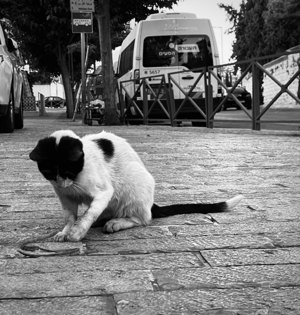 A cat in Jerusalem.